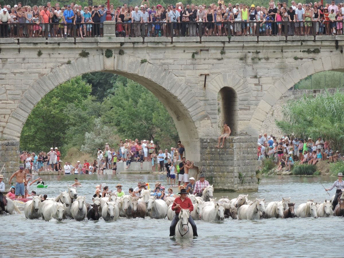 White Camargue horses crossing the river beneath the bridge, watched by a crowd