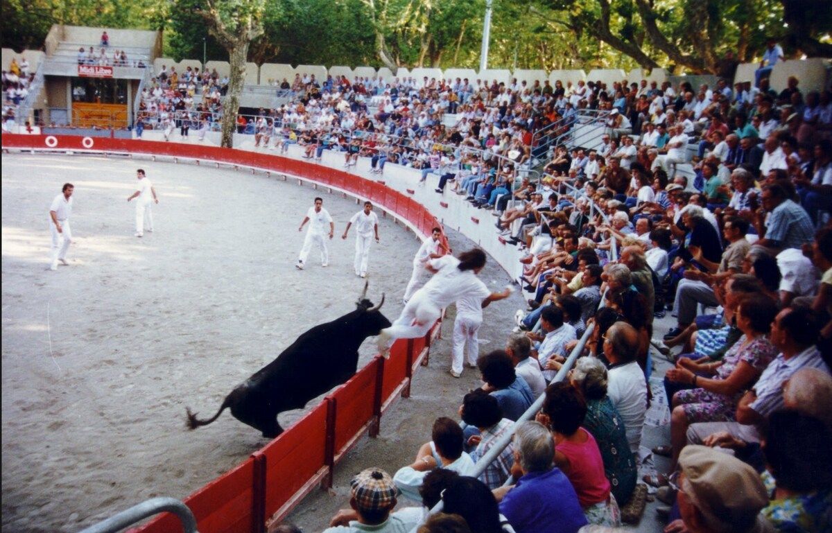 A course camarguaise in the arena, raseteurs in white before a full crowd